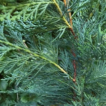 x Cupressocyparis leylandii  - Leylandi ciprus K3,5 100/120