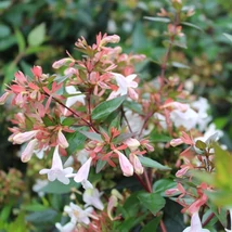 Abelia grandiflora - Nagyvirágú tárnicslonc