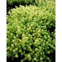 Sedum acre 'Aureum' - Sárga virágú varjúháj CS9
