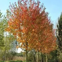 Acer zoeschense 'Annae' - Juhar K10,5 150/200