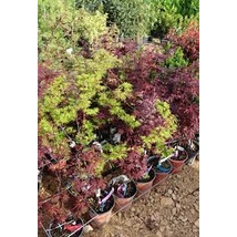 Acer palmatum Bush - Japán juhar Mix 