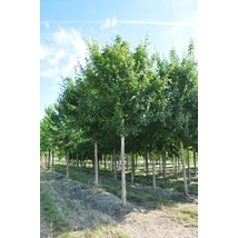 Acer campestre 'Elsrijk' - Mezei juhar FL 12/14 250/300