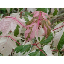 Acer negundo 'Flamingo' - Fehér-rózsaszín tarka levelű zöld juhar K10,5 4/6