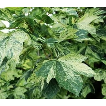 Acer pseudoplatanus Leopoldii– Kúpos koronájú, tarka levelű hegyi juhar 200-250 K15