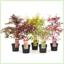 Acer palm.  - Japán juhar 80+ /1db