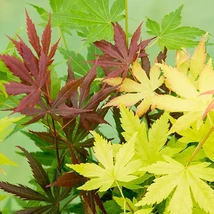 Acer palmatum atropurpureu Japán juhar CS10,5 20cm