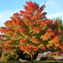 Acer 'Pacific Sunset' - Juhar-ősszel vörös K15 6/8