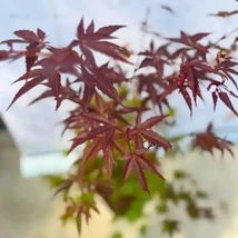 Acer palmatum 'Red Pygmy' – Japán juhar K60 200/250 EXTRA 
