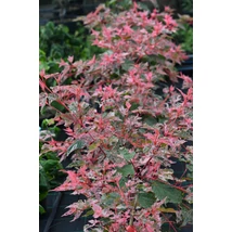 Acer conspicuum Red Flamingo - Vörös flamingó juhar K35 175/200