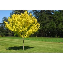 Acer platanoides 'Princeton Gold Prigo' - Sárga lombú korai juhar 200-250