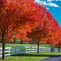 Acer freemanii 'Autumn Blaze' - Őszi tűzjuhar K25/35 10/12