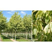 Acer negundo 'Variegatum' – Tarkalevelű zöld juhar K8/10 T150