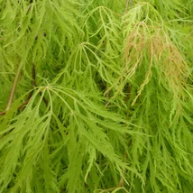 Acer palmatum Dissectum Viridis Bush - Zöld szeldelt levelű japán juhar 1/2 törzses TM 100 K30