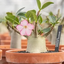 Adenium Ansu Baobab -  Sivatagi rózsa P12 25/30