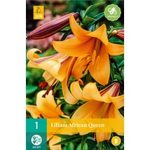 Jub Holland Liliom Africa Queen virághagyma 1-db