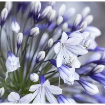 Agapanthus Fireworks - Szerelemvirág CS19