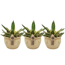Agave lophantha Quadricolour in jug La Vica P13/26cm
