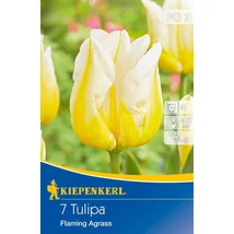 Kiepenkerl Flaming Agrass Triumph tulipán virághagymák 7 db Kiepenkerl Flaming Agrass Triumph tulipán virághagymák 7 db