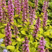 Ajuga reptans 'Gold Chang' - Indás Infű CS9