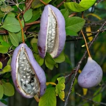 Akebia quinata – ötlevelű akébia K2 60cm