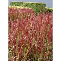Imperata cylindrica 'Red Baron' - Bordó levelű alangfű 40/60