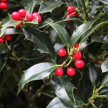 Ilex aquifolium Alaska – magyal 60/80 K10