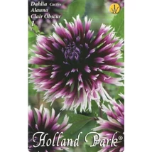 Dália gumó Alauna 1-db