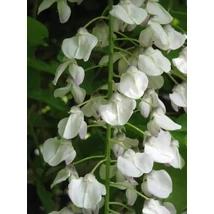 Wisteria floribunda Longissima Alba - Fehér színű japán lilaakác P15