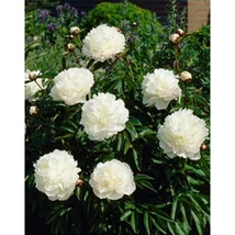 Paeonia officinalis 'Alba Plena' - Kerti bazsarózsa K3L