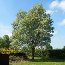 Salix alba Liempde- Fehér fűz K50 10/12