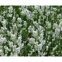 Lavandula Angustifolia Nana Alba Cs9