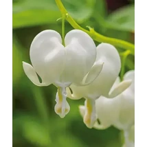Dicentra spectabilis -Alba CS17