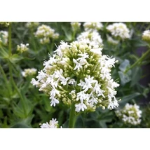 Centranthus ruber Albus -  Sarkantyúvirág CS9