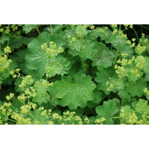 Alchemilla mollis - Palástfű CS9