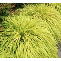 Hakonechloa macra 'All gold'- Aranysárga szálkafű 20-40 Cs13