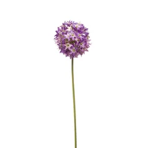 Élethű díszhagyma lila 60cm allium