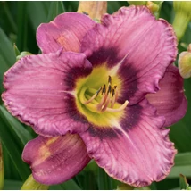 Hemerocallis Silent Love- Sásliliom K2