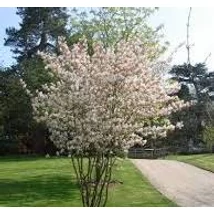 Amelanchier lamarckii Multitrunk CLT 65 H - Rézvörös fanyarka mézalmácska 175/200