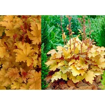 Heuchera Amber Waves Tűzeső Cs15