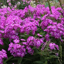 Phlox paniculata Amethyst - Bugás lángvirág D14