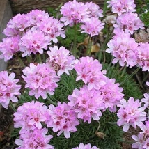 Armeria juniperifolia – borókalevelű pázsitszegfű Cs9
