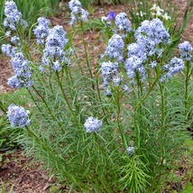 Amsonia illustris – Csillagmeténg Cs14
