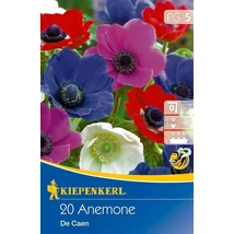 Kiepenkerl Anemone coronaria De Caen Mix szellőrózsa virághagymák 20db
