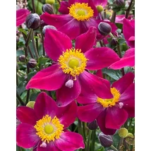 Anemone hupehensis Fantasy Ariel - Őszi szellőrózsa, kínai szellőrózsa CS14