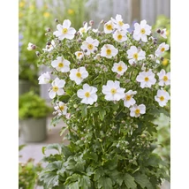 Anemone hupehensis Fantasy Elsa - Őszi szellőrózsa, kínai szellőrózsa CS14