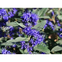 Caryopteris x clandonensis 'Sterling Silver'- Angol kékszakáll  20/30