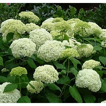 Hydrangea arborescenes 'Annabelle' - Cserjés hortenzia P23 40/60