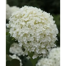Hydrangea arborescenes 'Annabelle' - Cserjés hortenzia K2 30/40