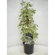 Hydrangea ano. peteolaris Silver Lining – Kúszó hortenzia P17 60+