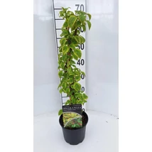 Hydrangea anomala ‘Golden Touch’ PBR – Kúszó hortenzia tarka levelű P17 60+